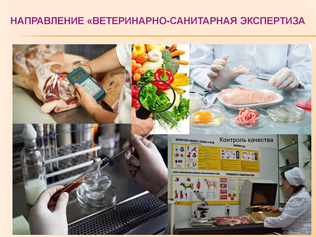 Презентация ветеринарно санитарная экспертиза